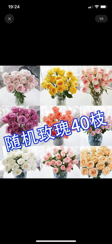 云南鲜花玫瑰基地直发弗洛伊德香槟洛神爱莎玫瑰室内水培鲜切花束