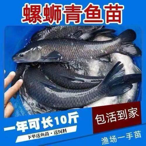 优质大青鱼苗螺丝青乌青活体淡水池塘套养四大家鱼包活