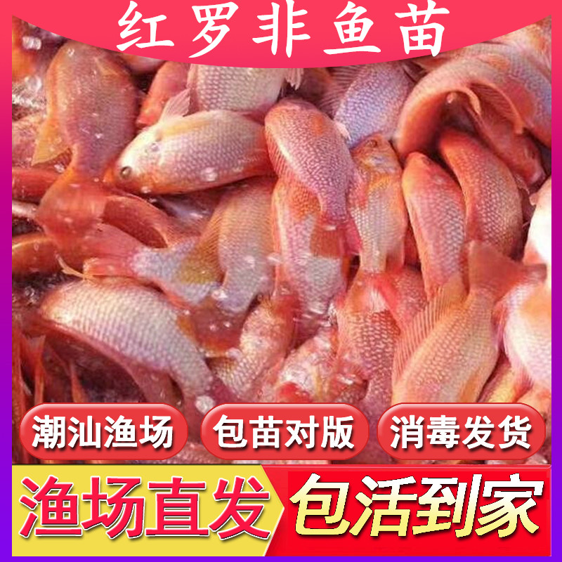 红罗非彩虹雕豹鱼苗批发