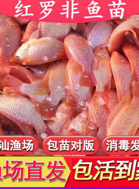 红罗非彩虹雕豹鱼苗批发