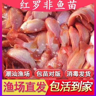 红罗非鱼苗批发彩虹雕豹纹红特大种单性罗非鱼苗直供淡水福寿鱼苗