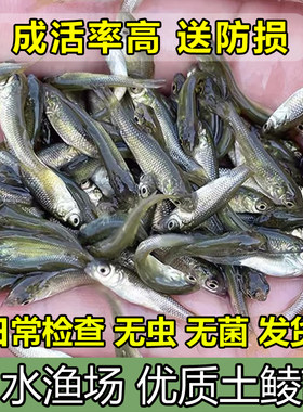 麦穗鱼土鲮鱼苗活体饲料鱼