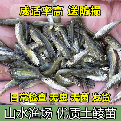 麦穗鱼土鲮鱼苗活体饲料鱼