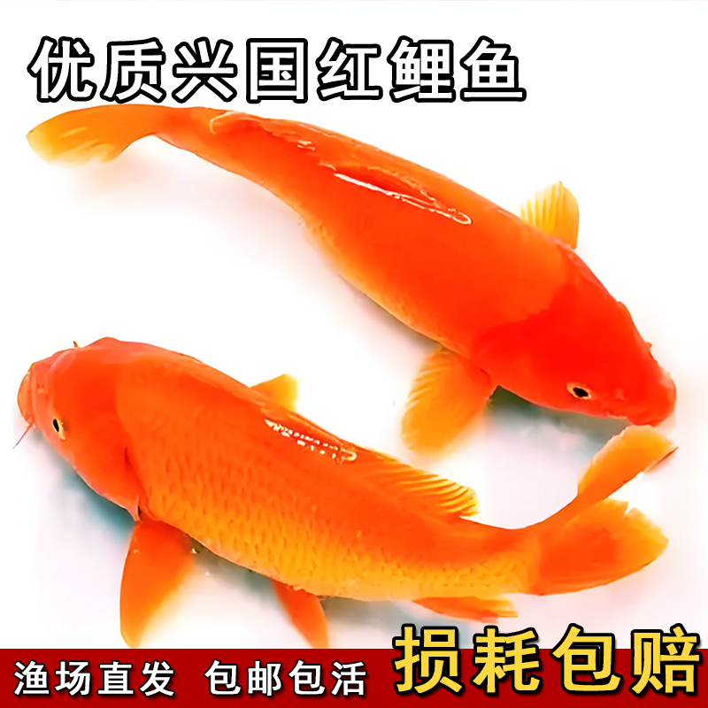红鲤鱼淡水养殖耐活红鲤鱼苗