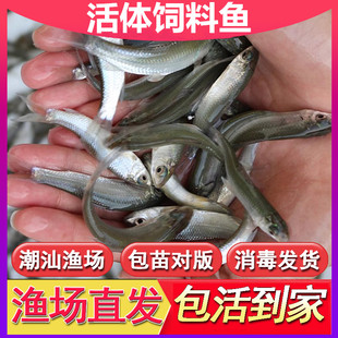 大头鱼麦穗鲤鱼鲫鱼白鲢鱼土鲮鱼龟粮鱼粮宠物鱼活饲料活体饲料鱼