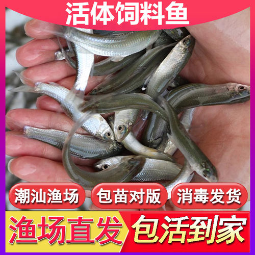 优质活体饲料鱼苗白鲢鱼苗