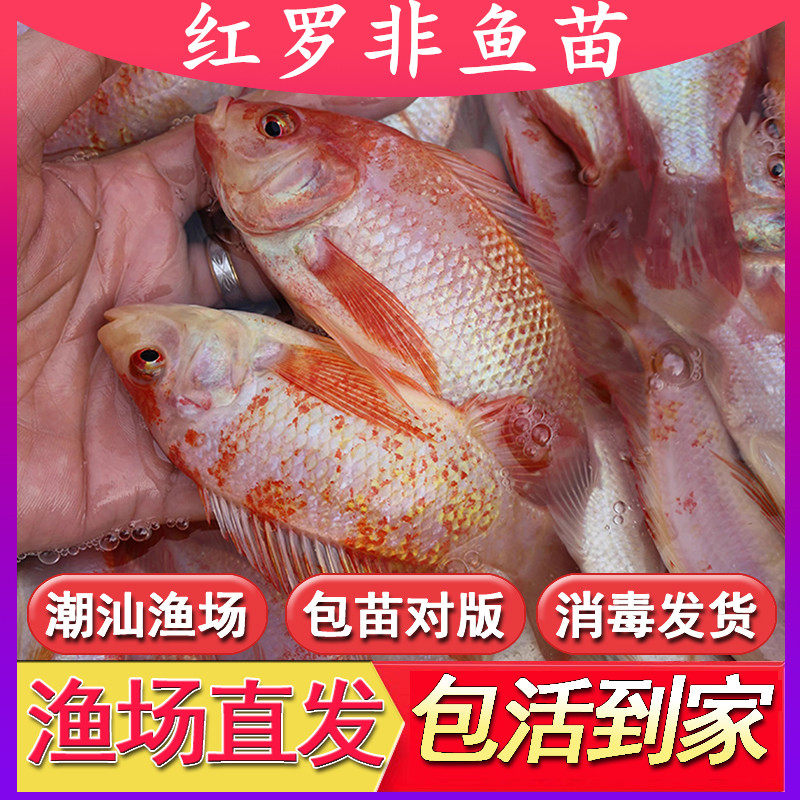 红罗非鱼苗彩虹雕豹纹红罗非鱼苗