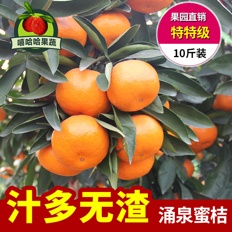 正宗涌泉蜜桔临海早熟宫川无核薄皮高山橘子台州新鲜水果整箱10斤