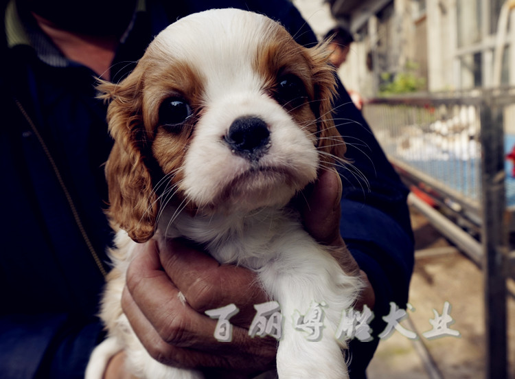 骑士查理王小猎犬好养宠物狗狗