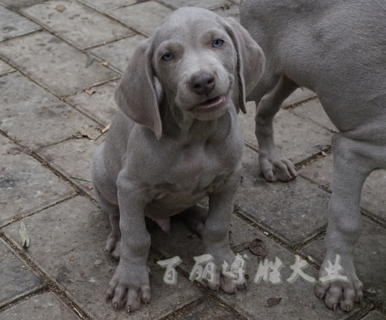 短毛威玛猎犬魏玛犬幼犬公纯种健康宠物狗狗活体保纯保健康带证书