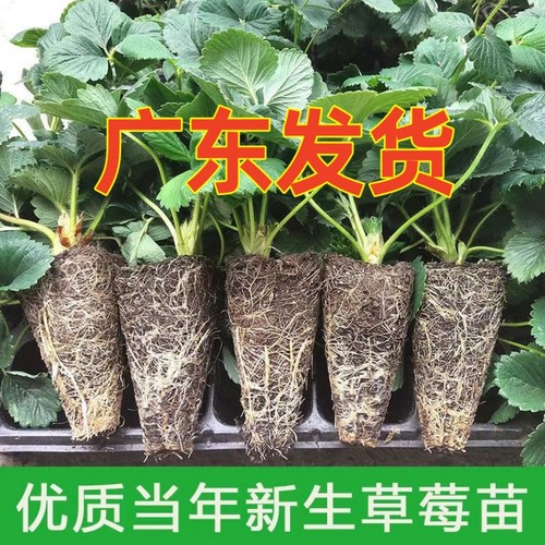 草莓苗穴盘苗广东发货