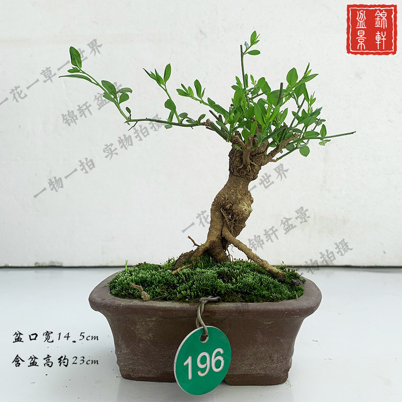 迎夏探春花掌中宝微型老桩造型小品盆景办公阳台客厅一物一拍包邮