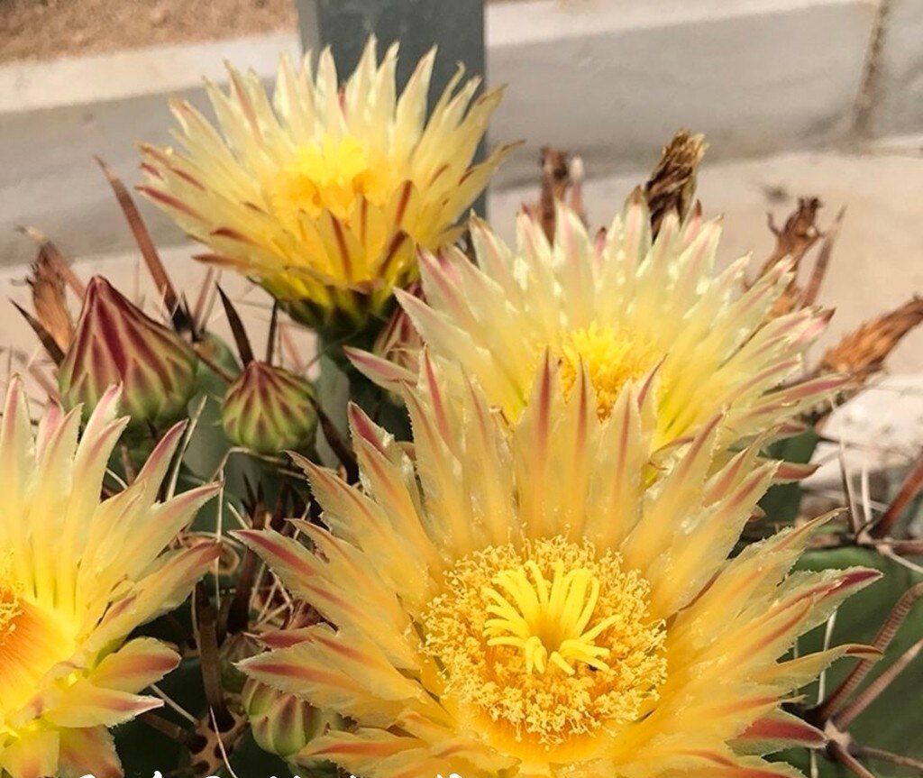 巨鸠玉仙人球 尺寸8-10厘米多肉植物