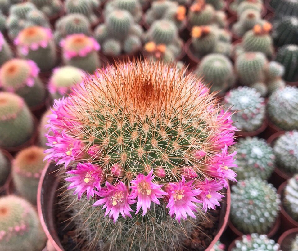 猩猩丸仙人球 实生根 满18元包邮非偏远地区