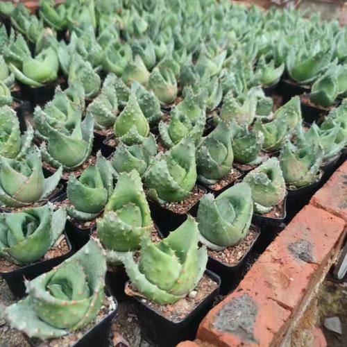 元宝芦荟 鬼切芦荟 金元宝芦荟 多肉植物 满18元包邮非偏远地区