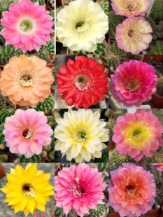 包邮 3厘米多种花色 非偏远 3厘米或长2 彩草侧芽至少20个品种直径2