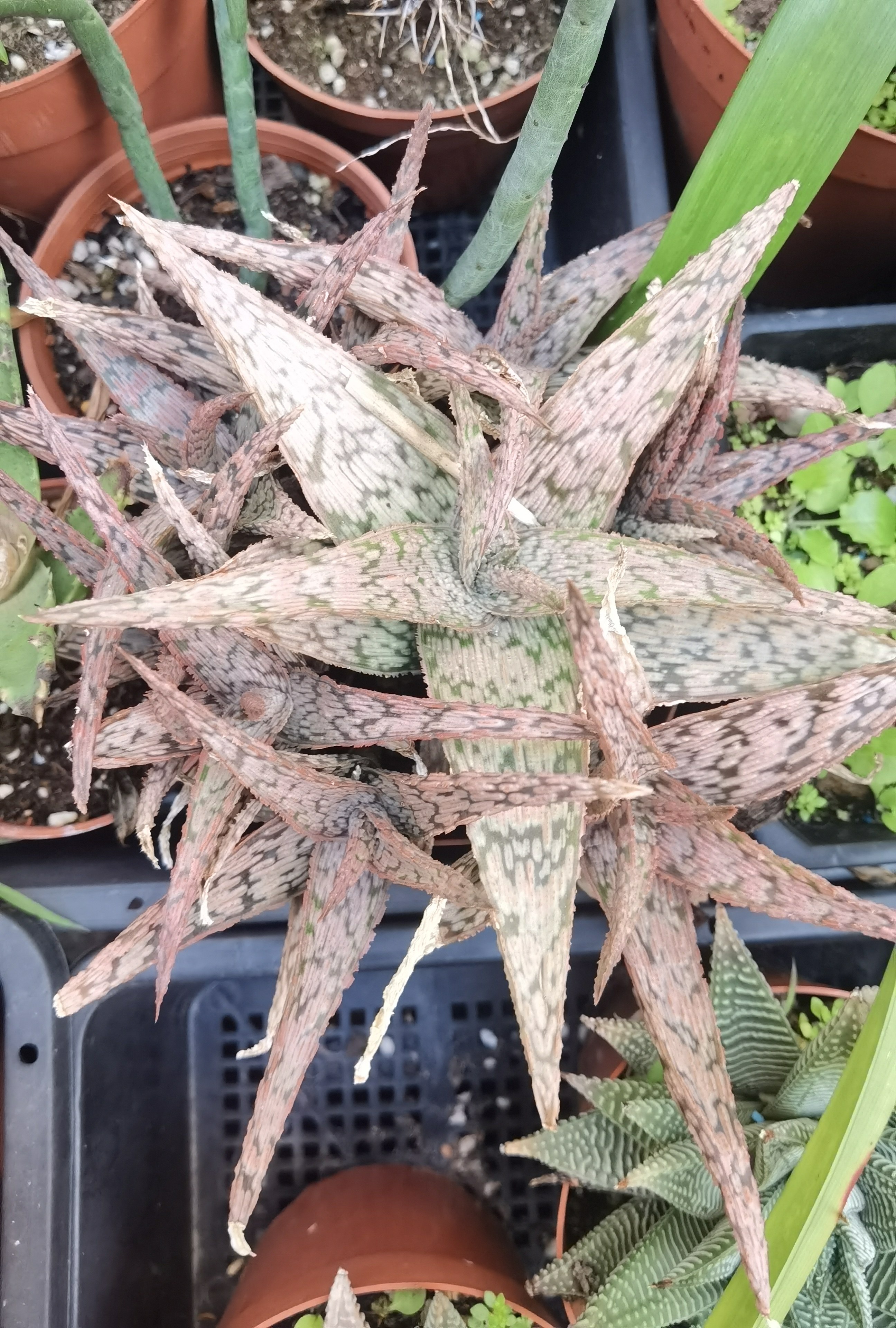 园艺芦荟 绿植盆栽 十二卷属 包邮非偏远地区
