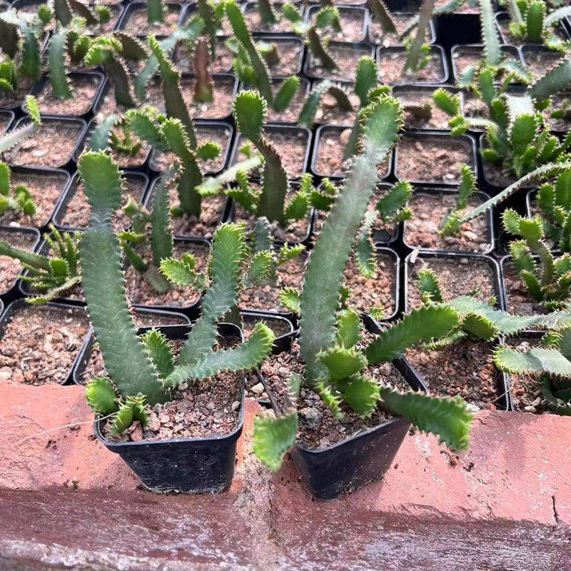 飞龙块根植物大戟科 自根 根为须根 稀有块根植物 包邮非偏远地区