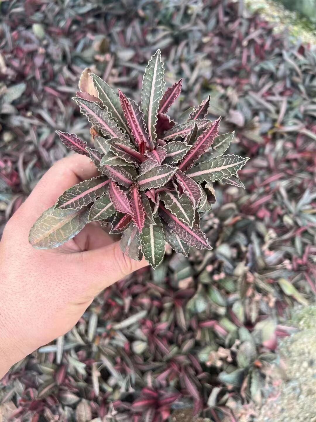 彩叶麒麟 叶展6-8厘米 块根植物 大戟科多肉块根满18元包邮非偏远