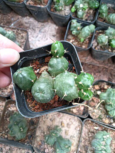 美花角石化仙人球 单头带小侧芽 高4-5厘米 满18元包邮非偏远地区