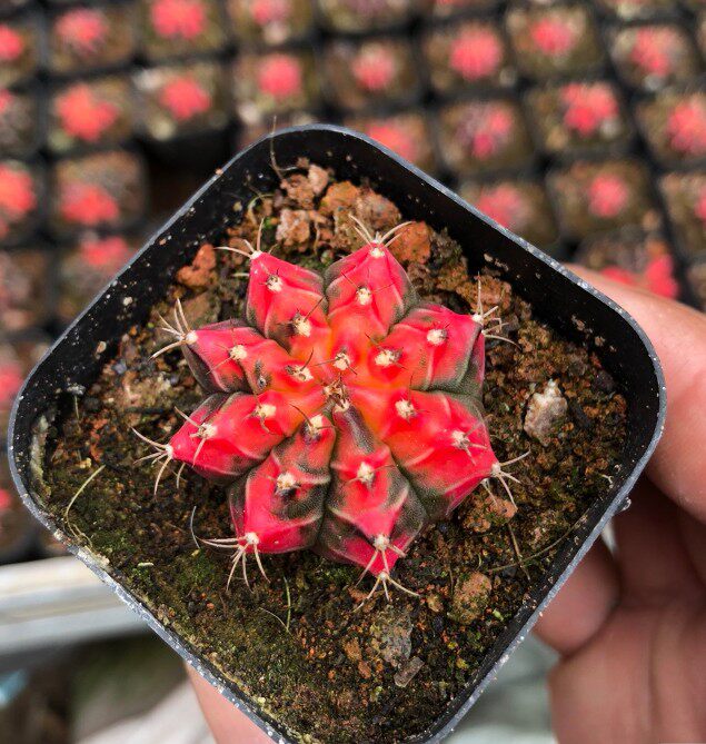 油画牡丹锦仙人球 实生根约2-3.5厘米 自然锦 满18元包邮非偏远