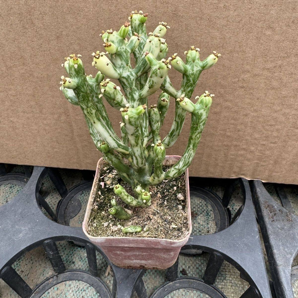 黄白锦膨珊瑚棒锦 自然锦 光棍树锦 绿植物耐晒耐旱 包邮非偏