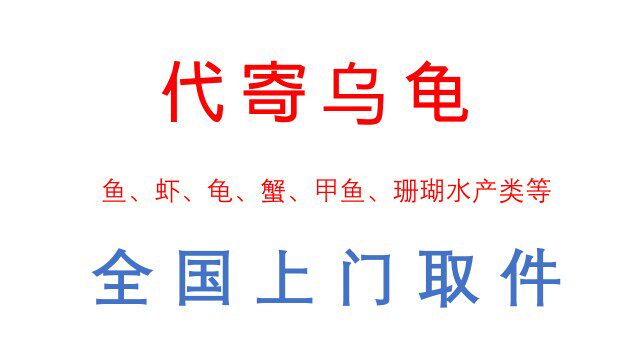 寄乌龟寄鱼代寄乌龟代发观赏鱼全国快递上门取件合法合规代发活物