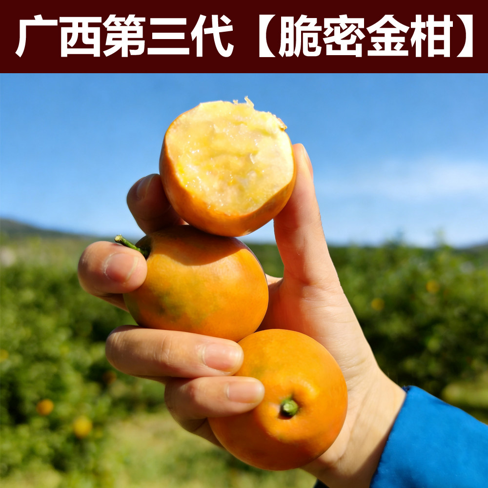 【三代脆密】融安金桔正宗广西第三代脆密金柑鲜果新鲜现摘水果,水产肉类/新鲜蔬果/熟食,桔子,淘宝优惠券,粉丝福利购,淘宝优惠卷