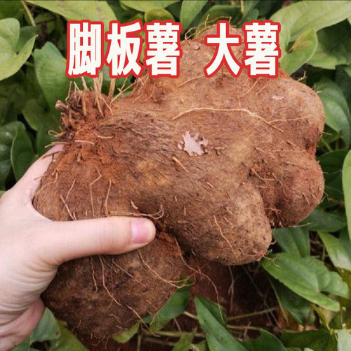 新鲜大薯脚板薯白山药粉面糯糖水湛江毛大薯广东当季特产农产品