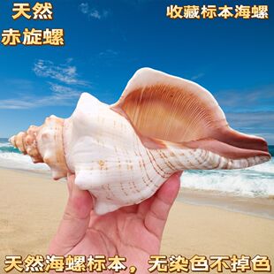 赤旋螺天然超大海螺摆件创意多肉花盆鱼缸水族箱造景羊角螺工艺品