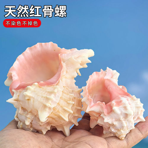 卷贝鱼寄居蟹替换壳天然贝壳大粉红骨螺听风海螺多肉花盆鱼缸造景