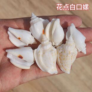 花点白口螺天然海螺贝壳鱼缸造景水族装饰创意风铃材料儿童科普螺