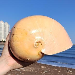 黄瓢螺天然超大海螺鱼缸贝壳装饰品水族箱造景多肉花盆创意摆件