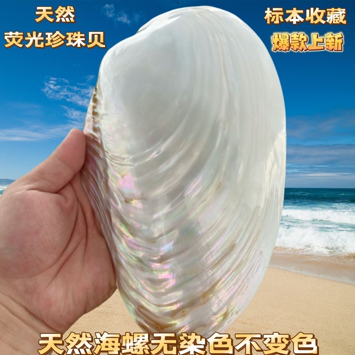 天然大珍珠蚌壳超大贝壳大海螺壳海星标本鱼缸造景装饰摆件果餐盘
