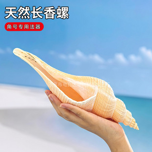 天然超大海螺贝壳长香螺角香螺公螺道士号角法器收藏礼品摆件螺号