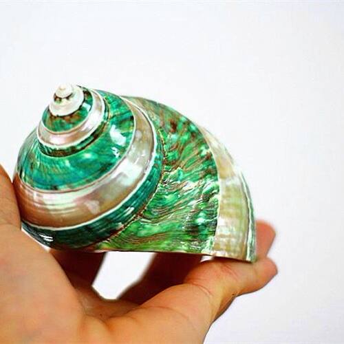 绿嵘螺银条绿螺精品天然海螺贝壳收藏装饰摆设包邮送礼品