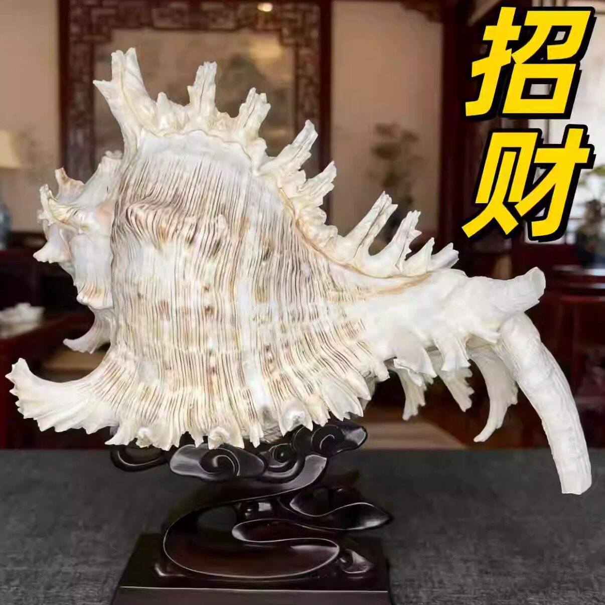 天然海螺壳招财摆件家居客厅玄关装饰门头柜台吉祥纳福创意收藏