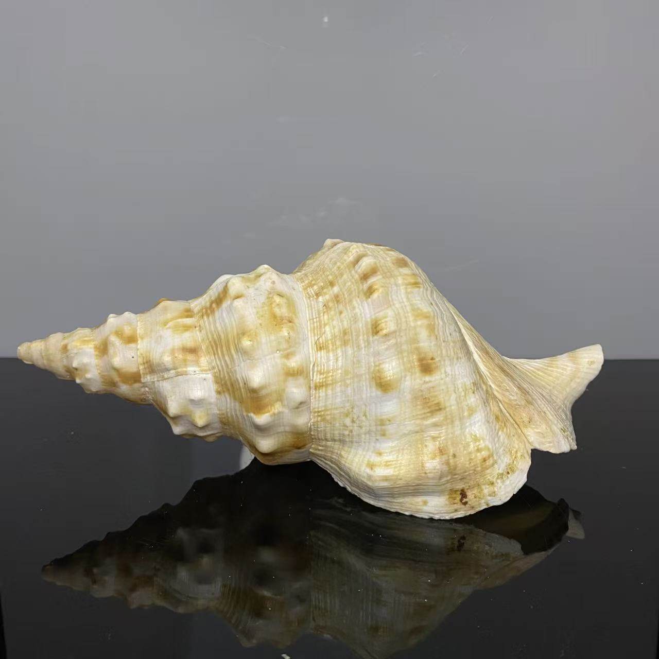 天然海螺贝壳白法螺大号白蛙螺招财摆件鱼缸造景装饰摆台海螺号角 - 实物图