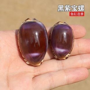 紫色宝螺天然稀有海螺贝壳标本收藏鱼缸水族造景装饰墙贴橱窗设计