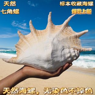 超大七角螺天然大海螺蜘蛛螺贝壳鱼缸造景创意居家摆件收藏螺招财