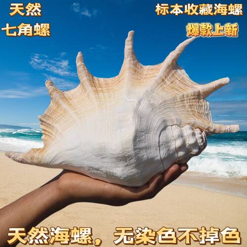超大七角螺天然大海螺蜘蛛螺贝壳鱼缸造景创意居家摆件收藏螺招财