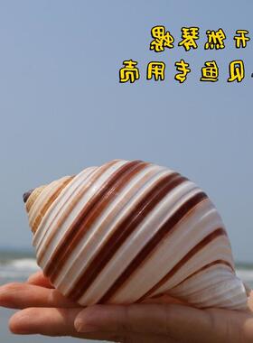 琴螺鱼缸水族箱造景装饰卷贝鱼繁殖壳多肉花地中海