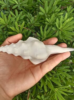 天然海螺贝壳白长旋螺右旋螺鱼缸水族造景装饰橱窗收藏摆件标本螺