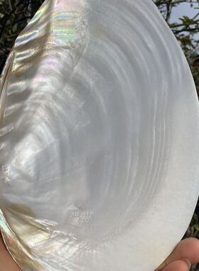 天然抛光单片光亮白珍珠贝壳蚌壳鱼缸造景拍摄道具果盘餐具菜盘