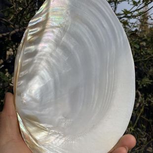 天然抛光单片光亮白珍珠贝壳蚌壳鱼缸造景拍摄道具果盘餐具菜盘