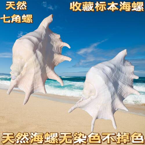 天然海螺贝壳蜘蛛螺大七角螺家居装饰鱼缸水族造景拍摄收藏标本
