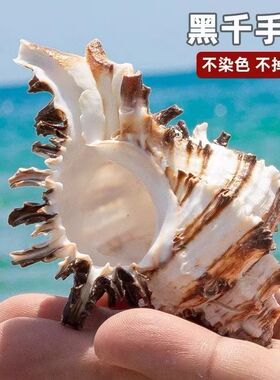 天然黑玫瑰千手螺贝壳海螺菊花骨螺鱼缸造景地台摄影道具