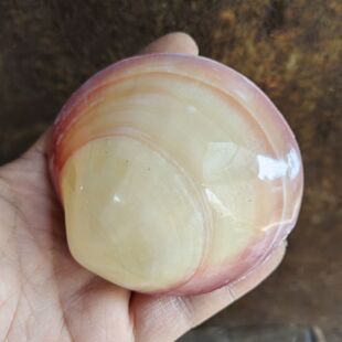 天然贝壳粉蛤 鱼缸造景创意礼物幼儿园手工diy材料装饰摆件