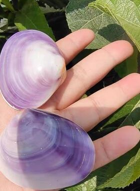 天然贝壳海螺双壳紫蛤稀有标本收藏家居装饰摆件创意礼品生日礼物