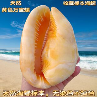 万宝螺稀有黄色贝壳海螺天然四大名螺鱼缸造景水族装饰工艺品摆件